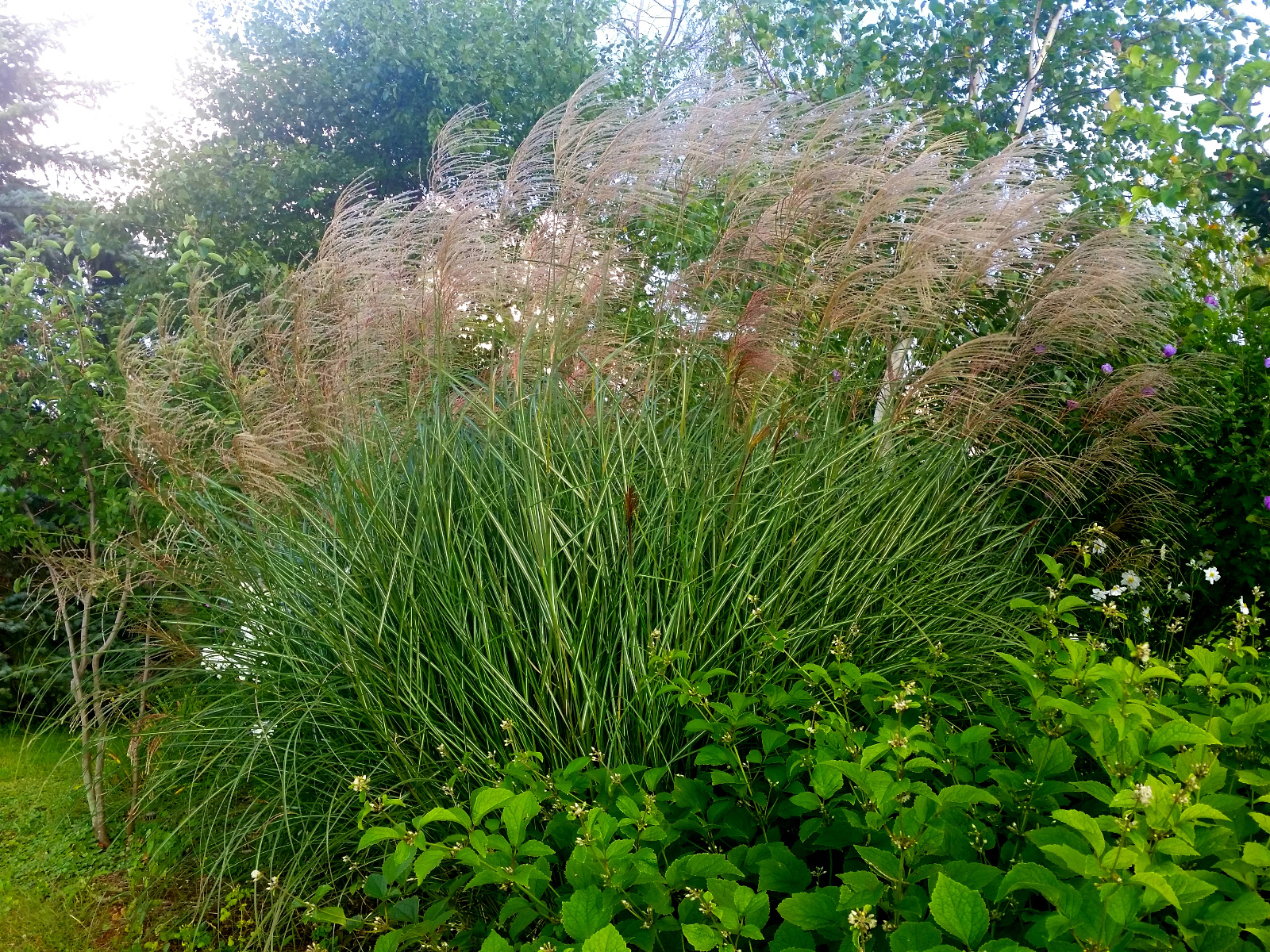 Miscanthus Grass blooms in the breeze